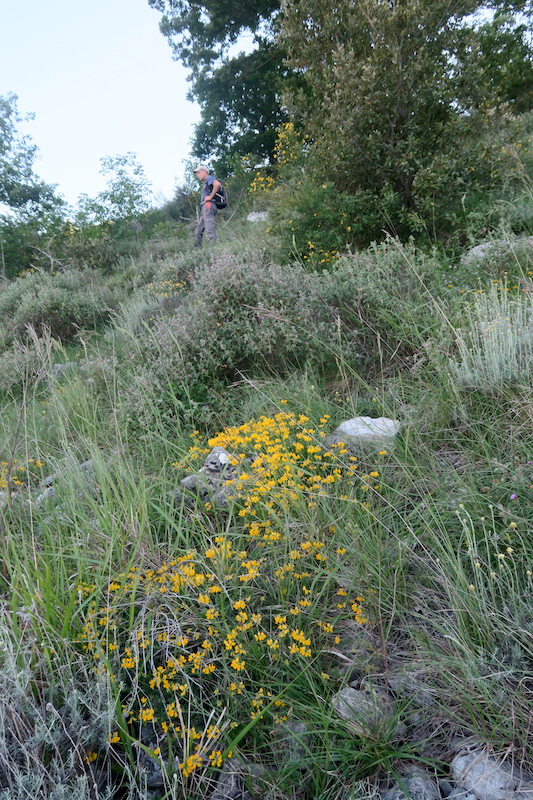 野の花とバラ咲く山で散歩・草刈り、ペルージャ テッツィオ山_f0234936_1511094.jpg