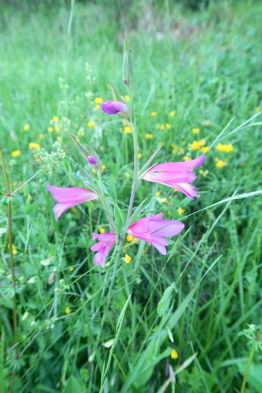 野の花とバラ咲く山で散歩・草刈り、ペルージャ テッツィオ山_f0234936_2211936.jpg