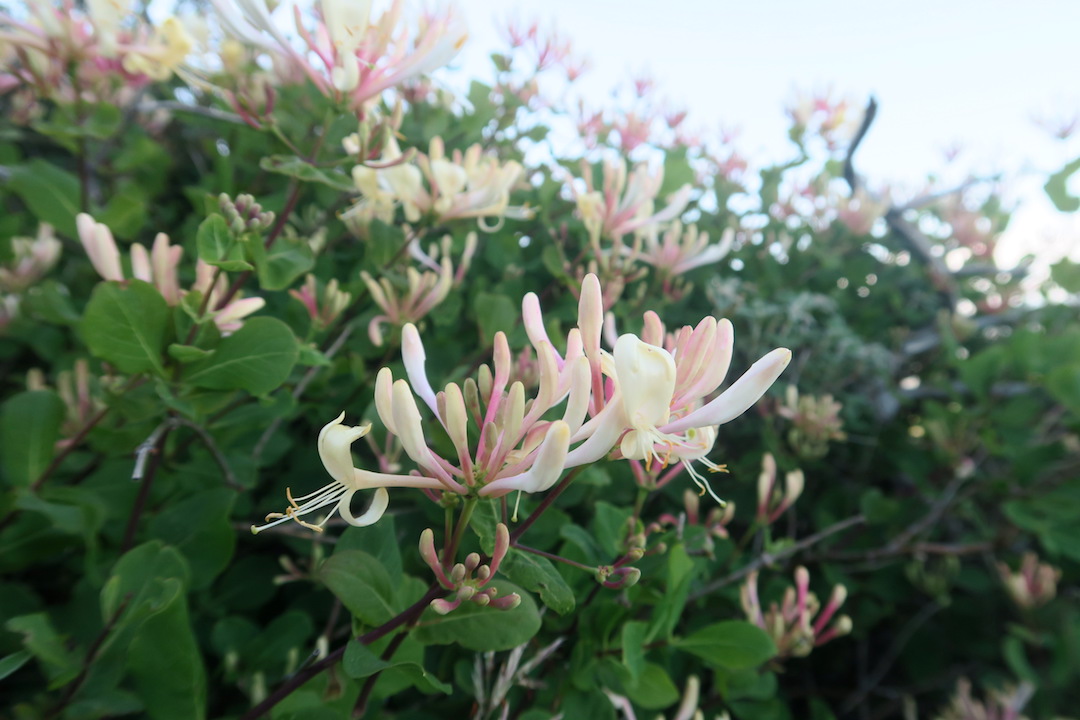 野の花とバラ咲く山で散歩・草刈り、ペルージャ テッツィオ山_f0234936_2644100.jpg