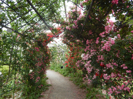 やっと楽しめる！ 続き。_b0136045_20442133.jpg