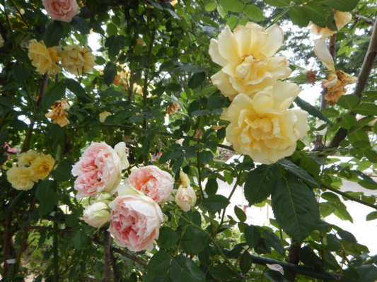 やっと楽しめる！ 続き。_b0136045_20451783.jpg