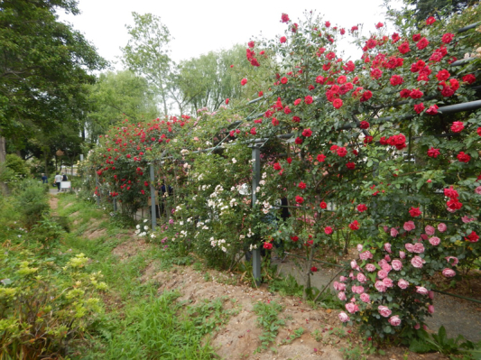 やっと楽しめる！ 続き。_b0136045_20451905.jpg