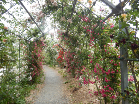 やっと楽しめる！ 続き。_b0136045_20460508.jpg