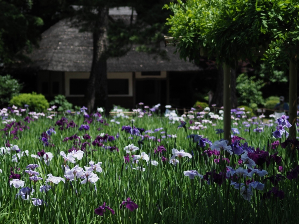 小石川後楽園の花菖蒲　2019　☆_d0146247_15593133.jpg