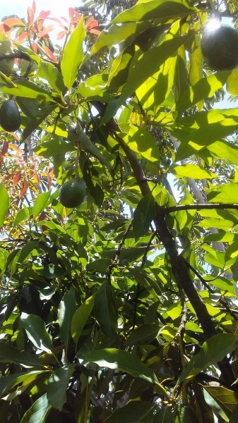 b0126453_08041569.jpg