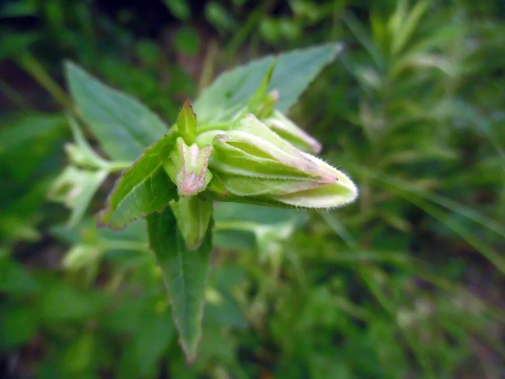 e0024554_08473041.jpg