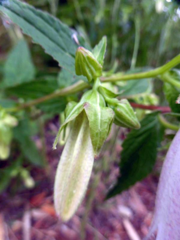 e0024554_08473043.jpg