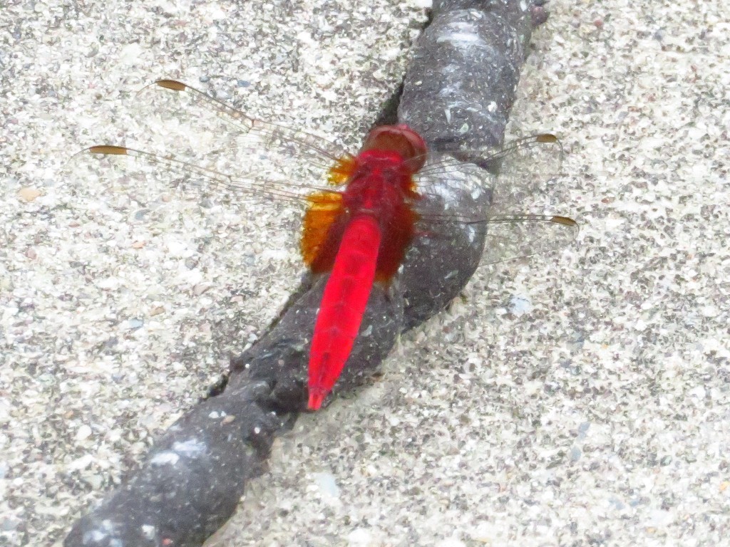 a0018655_09094651.jpg