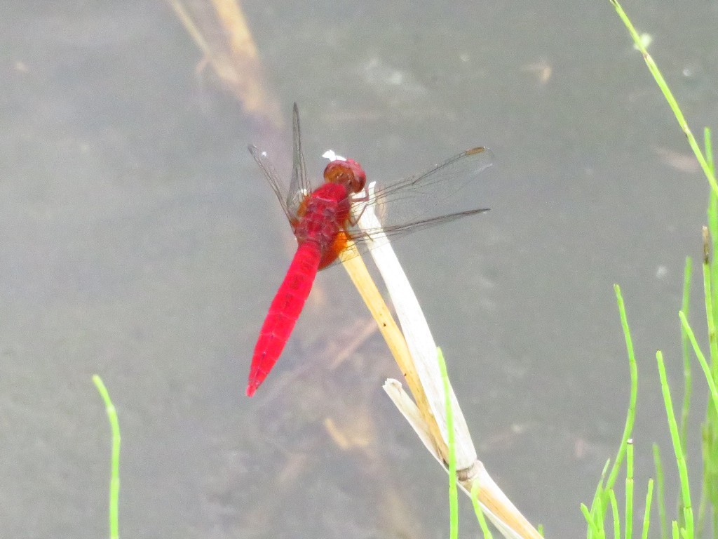 a0018655_09094660.jpg