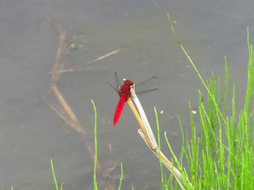 a0018655_09094676.jpg