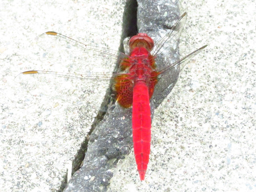 a0018655_09094704.jpg