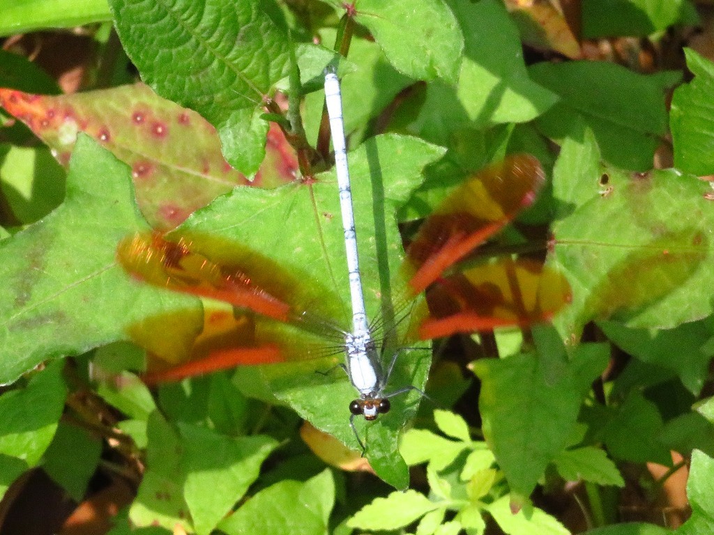 a0018655_09395507.jpg