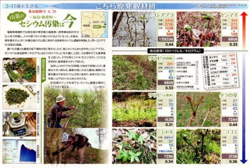 樽葉町　山菜のセシウム汚染は今　/　こちら原発取材班　東京新聞　_b0242956_01005138.jpg