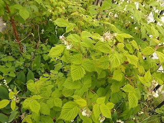 e0004756_20460254.jpg