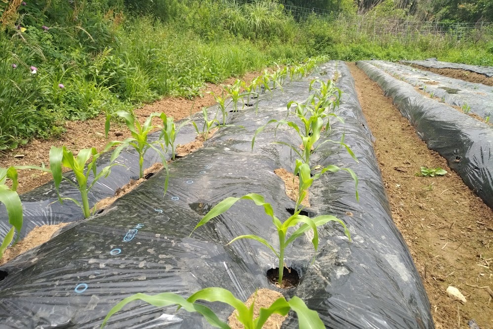 f0201157_17101673.jpg