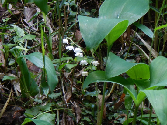 吐山スズラン群落 K2 Hair へようこそ 近江八幡 美容室 美容院