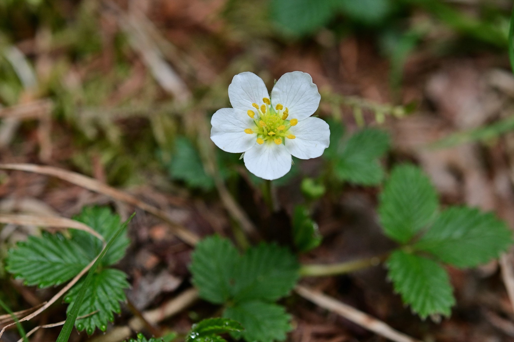 奥秩父方面の花 野の花山の花ウォッチング In 奥多摩 奥秩父方面の花 野の花山の花ウォッチング In 奥多摩