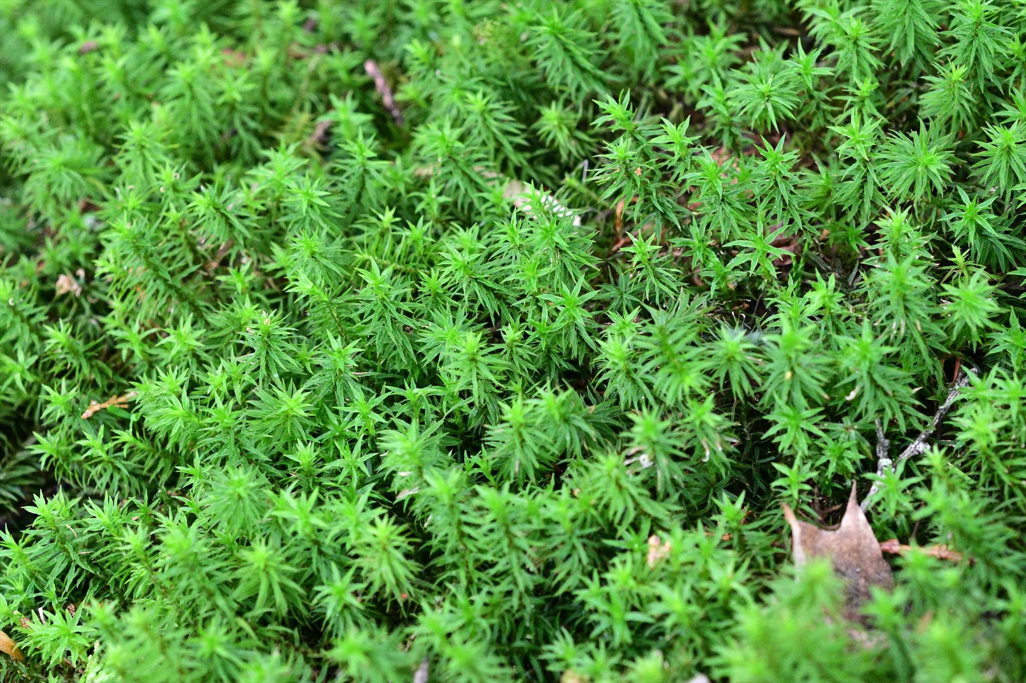 奥秩父方面の花 野の花山の花ウォッチング In 奥多摩 奥秩父方面の花 野の花山の花ウォッチング In 奥多摩
