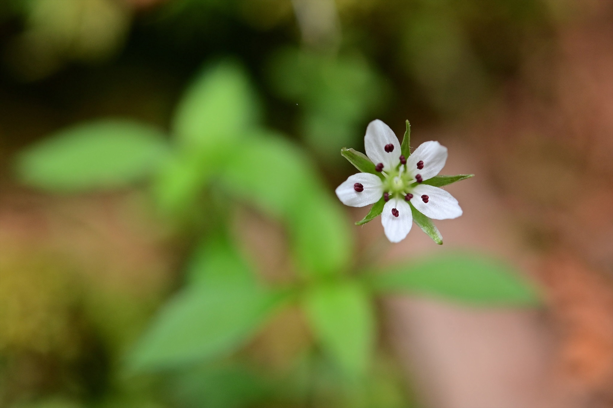 奥秩父方面の花 野の花山の花ウォッチング In 奥多摩 奥秩父方面の花 野の花山の花ウォッチング In 奥多摩