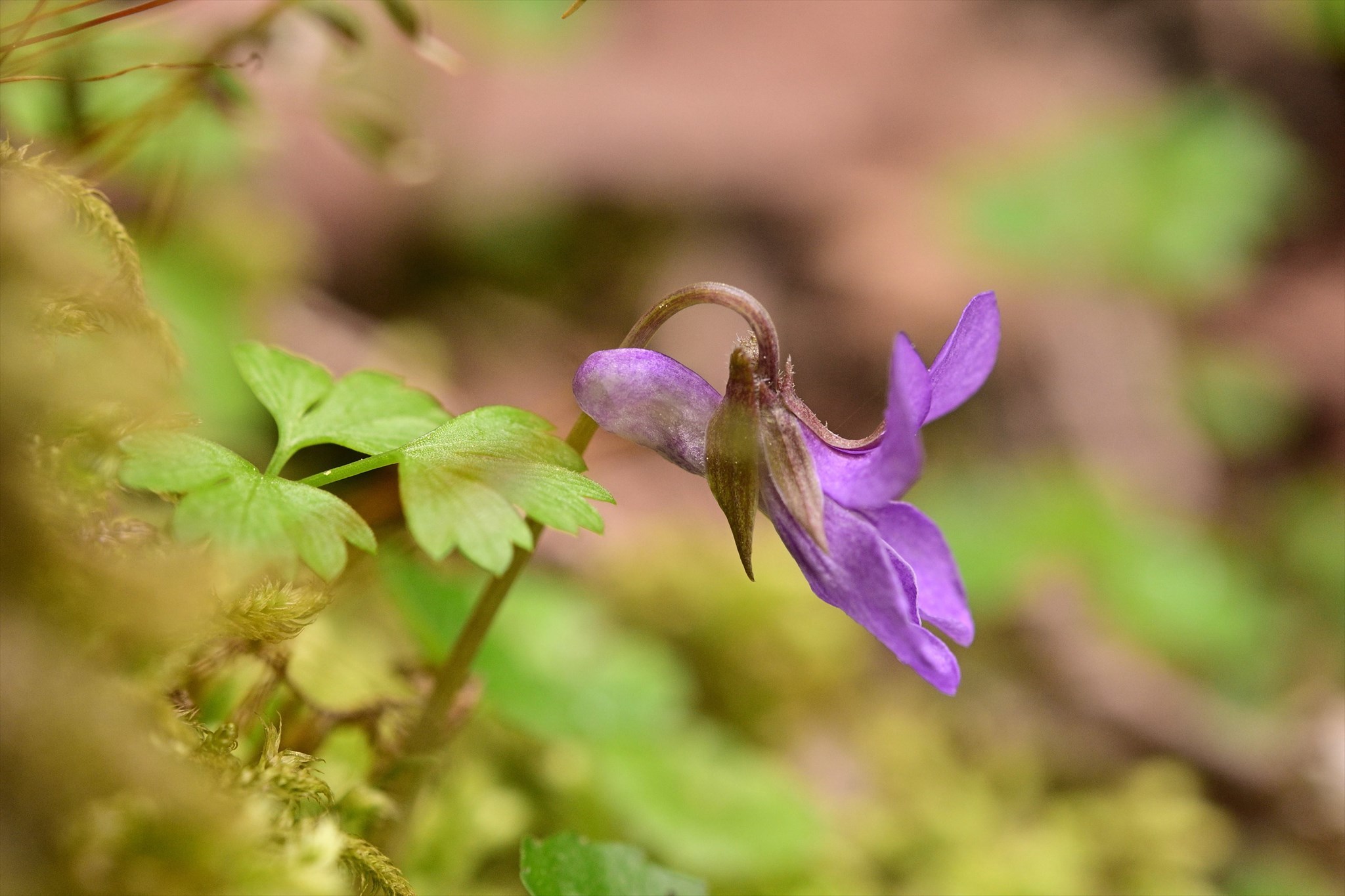 奥秩父方面の花 野の花山の花ウォッチング In 奥多摩 奥秩父方面の花 野の花山の花ウォッチング In 奥多摩