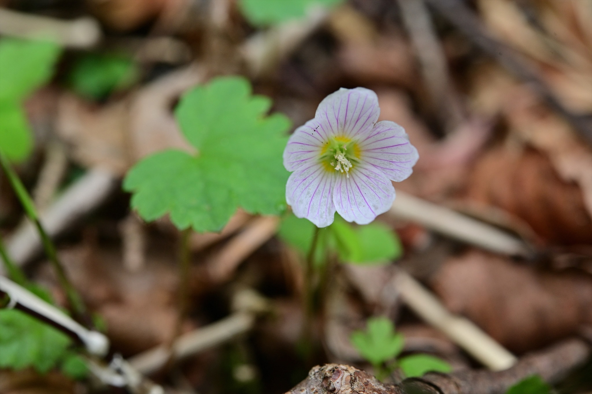 奥秩父方面の花 野の花山の花ウォッチング In 奥多摩 奥秩父方面の花 野の花山の花ウォッチング In 奥多摩