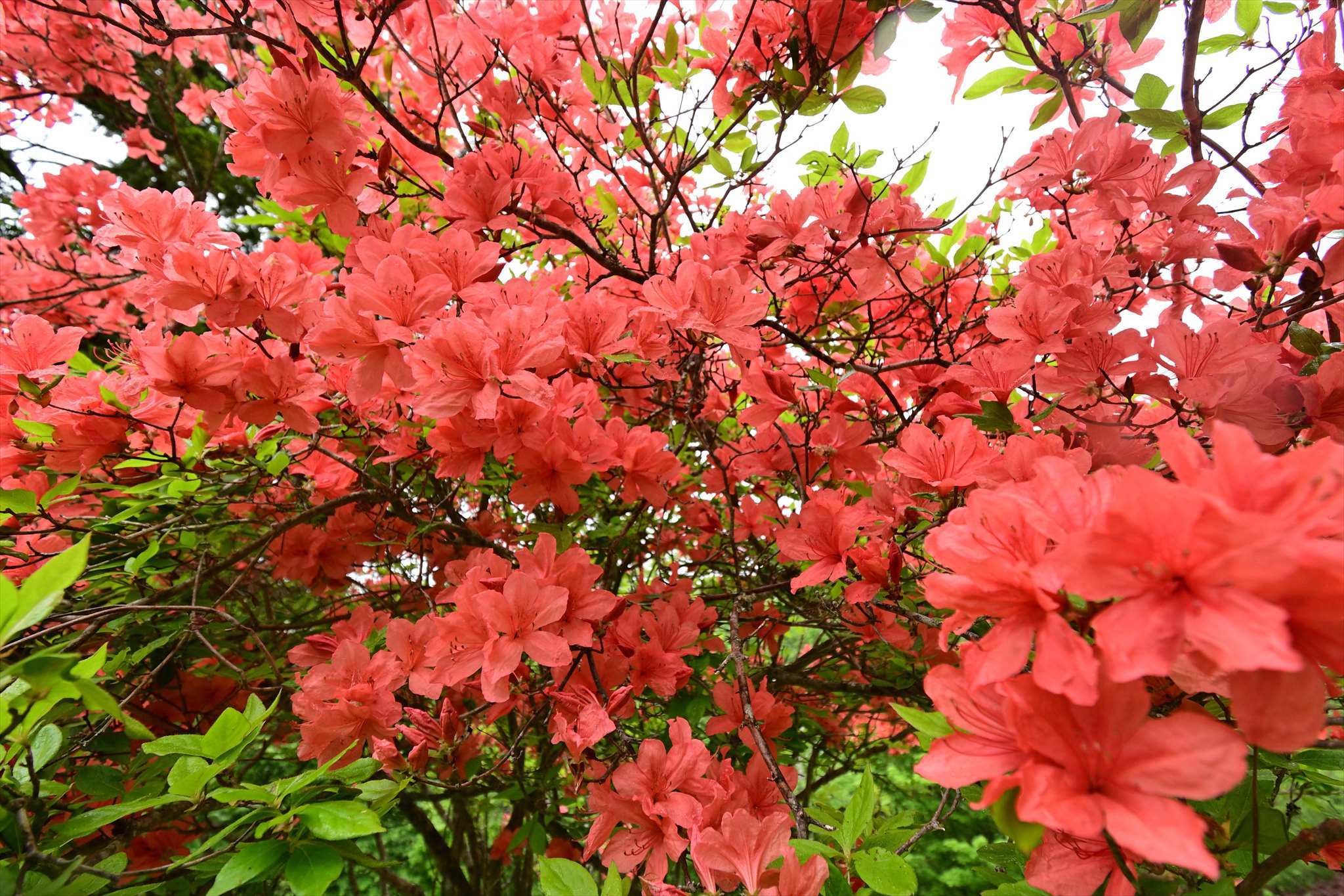 奥秩父方面の花 野の花山の花ウォッチング In 奥多摩 奥秩父方面の花 野の花山の花ウォッチング In 奥多摩