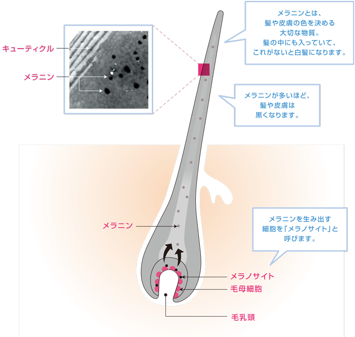 e0184077_14031442.png