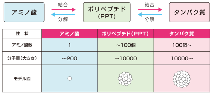 タンパク質とアミノ酸_e0184077_14432255.png