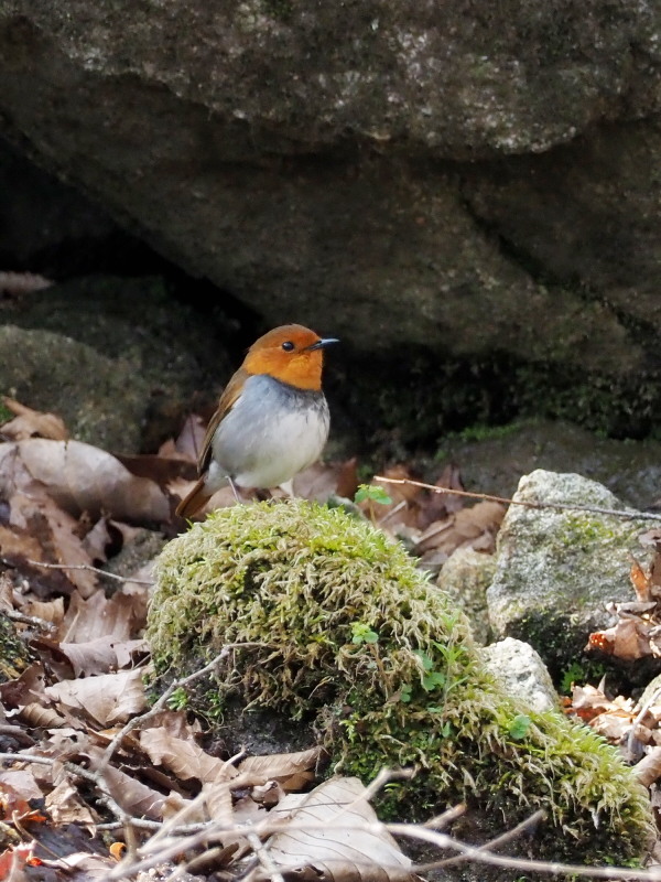 コマドリがここで巣作りをしてました コーヒー党の野鳥と自然 パート２