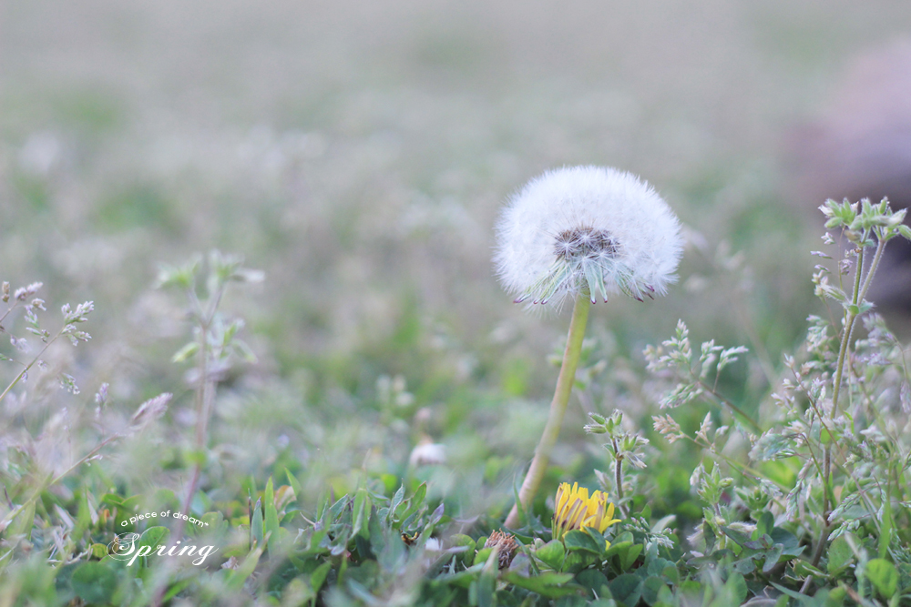 簡単diy Vol たんぽぽの綿毛のドライフラワー 雑貨の作り方 A Piece Of Dream 植物とdiyと