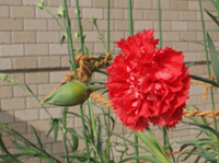 c0386291_07281837.jpg