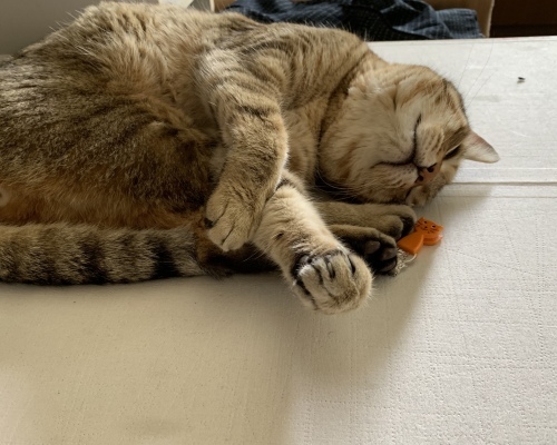ワンピース 3_e0358096_19025567.jpeg