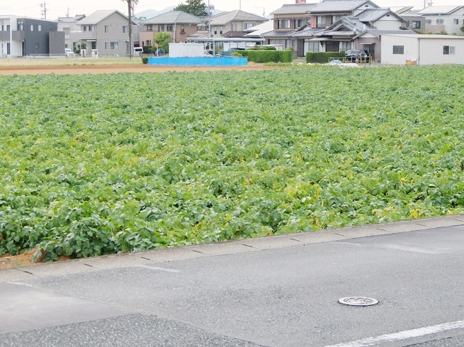 今年は収穫が早い。_c0119197_17565546.jpg