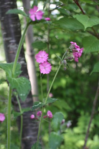 c0090198_19581630.jpg