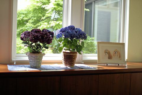 c0090198_20330643.jpg