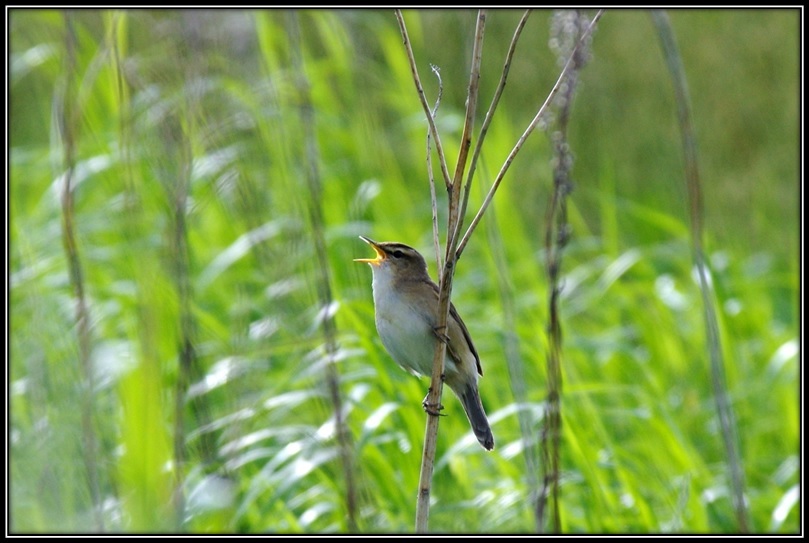 草原の鳥_a0348099_08200213.jpg