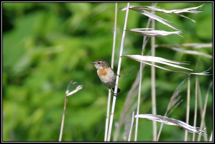 草原の鳥_a0348099_08200639.jpg