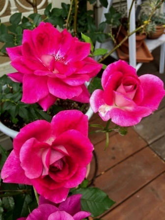b0128101_20455297.jpg