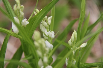 御坂黒岳のカモメランと芦川のスズラン_a0158702_18074640.jpg