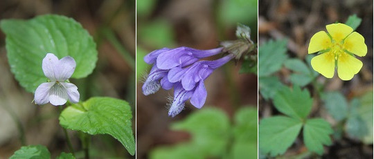 御坂黒岳のカモメランと芦川のスズラン_a0158702_18100232.jpg