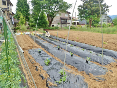 兼業農家の家庭菜園は追加の定植作業です_c0336902_21245121.jpg