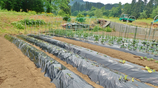 兼業農家の家庭菜園は追加の定植作業です_c0336902_21245568.jpg