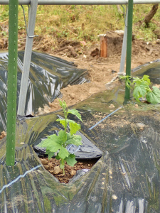 兼業農家の家庭菜園は追加の定植作業です_c0336902_21245882.jpg