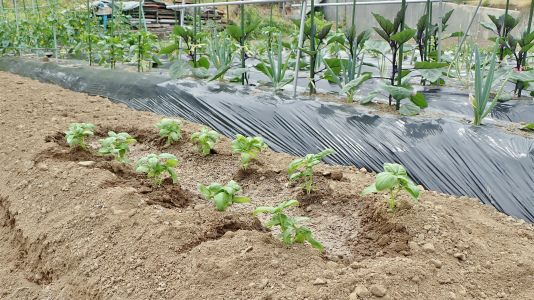 兼業農家の家庭菜園は追加の定植作業です_c0336902_21250163.jpg