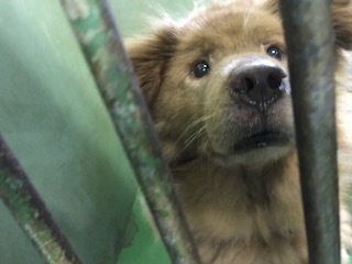 【犬・移動先募集】センター(支所)収容(6/1訪問)_f0242002_15034600.jpg