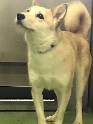 【犬・移動先募集】センター(支所)収容(6/1訪問)_f0242002_15520362.jpg