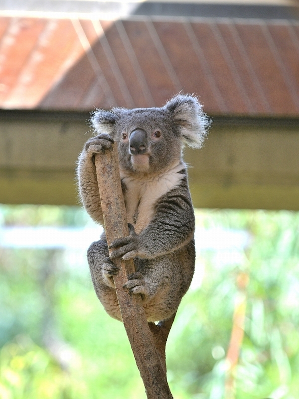王子動物園のシャイン Bonsoir 王子動物園のシャイン Bonsoir