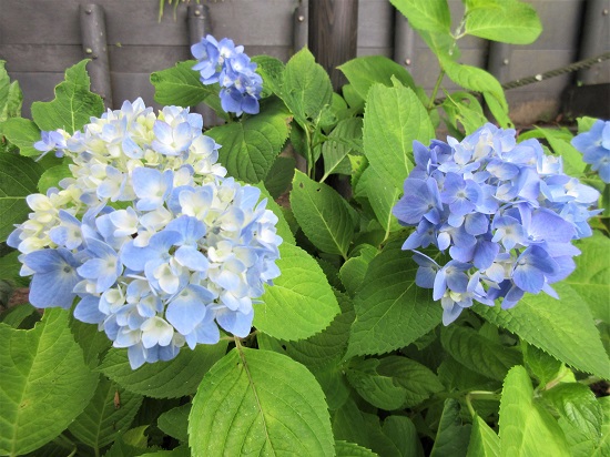 梅雨入り前にアジサイが咲き始めています(2019.06.04)_e0245404_1261858.jpg