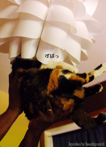 アフロ猫?_b0253205_07444440.jpg