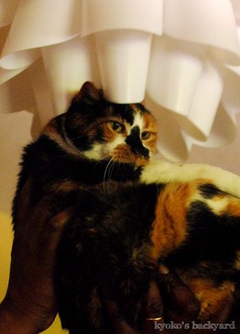 アフロ猫?_b0253205_07445460.jpg